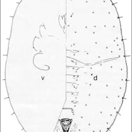 thumbnail for publication: Bayberry Whitefly, Parabemisia myricae (Kuwana) (Insecta: Hemiptera: Aleyrodidae: Aleyrodinae)